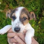 Dora the explorer - Jack Russell - @dora.thetricolorexplorer - Instagram