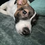 Dora the Jack Russell - @_dora.xplora_ - Instagram