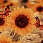 Dora Schmitt - @dora_schmitt01 - Instagram