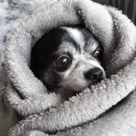 Dora Schuster - @doraschuster72 - Instagram