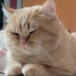 Theo, Tweety and Dora's helper - @dora_scottishfold - Instagram