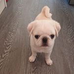 Dora Sutton - @dora_whitepug - Instagram