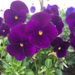 Dora Tovar - @dratovar - Instagram