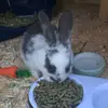 Rory Garfield Murphy 🐱🐰🐶 - @nacho.tyson.dora - TikTok