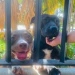 🐾🐾🐾🐾🐾🐾🐾🐾🐾🐾🐾 - @tyson_y_dora - Instagram