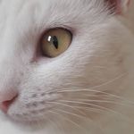 Dora White - @dorawhitecat - Instagram