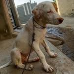 DORA WHITE - @jora_the_bully - Instagram