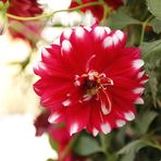 Dora Wu - Facebook