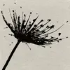 doreen anders - @dorederia - TikTok