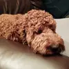 Dee Broadbent - @dee.broadbent - TikTok