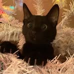 Doreen Dove - Facebook