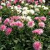 Doreen Luker - Facebook
