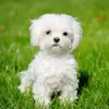 Adorable Puppy☀️ - @doreenlynch1992 - TikTok