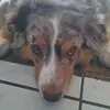 Doreen Müller - @i_love_my_dog86 - TikTok