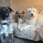 Doreen Potter | Rescue dog behaviour specialist - @atobdogtraining - Instagram