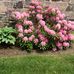 Doreen Steele - Facebook