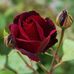 Doreen Sweeney - Facebook