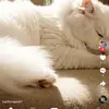 Hồ Ngọc Hà - @doreenwelsh490 - TikTok