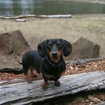 Dorene Holman - @dorene_holman - Instagram