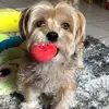 dorinnelaporte68 - @dorinnelaporte68 - TikTok