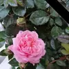 doreenswensteinbe - @doreenswensteinbe - TikTok