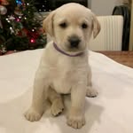Mark & Dori Carpenter - @rosey_river_kennel - Instagram