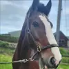 Tori Dutton🐴🌸🌷🎀 - @toridutton1501 - TikTok