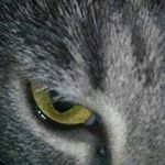 Dori Gilbert - @dorigilbert - Instagram