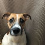Dori - @dori_jackrussell - Instagram