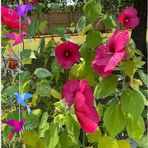 Doris Middlebrooks MD - Facebook