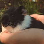 Dori🦦 - @_dori_silva__ - Instagram
