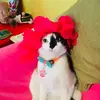 user7080128990248 - @doristernurita - TikTok