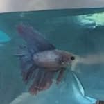 Dori Taylor-Hanson - @dori_the_fish1 - Instagram