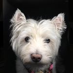 Dori Westie - @doriwestie - Instagram