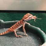 @dorian_the_bearded_dragon - Instagram