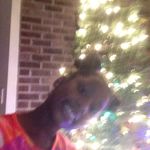 doriandickerson - @cheerleaergymnast - Instagram