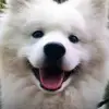 Dorian Tan - @dorian.henry.52 - TikTok