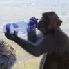 dorianmango - @dorianmango - TikTok