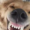Dorian Maxwell - @dorian.maxwell0 - TikTok