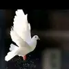 san DG - @dorian.sanders.gandhoud - TikTok