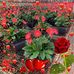 Doris Acosta - Facebook