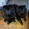 Doris & Albert - @2blackchows - TikTok