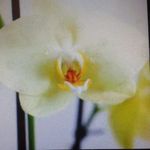 Doris Arellano - @doris.arellano.7547 - Instagram