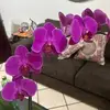 Doris Arroyo - @doris.arroyo04 - TikTok