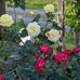 Doris Asbury - Facebook