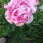 Doris Barber - @dorisbarber855 - Instagram