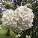 Doris Beard - Facebook