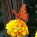 Doris Beckham - Facebook