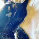 Dodo - @doris_belle_gosse_ - Instagram