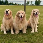 DORIS - BENDER - MILA 🐶🐶🐶❤️🇺🇾 - @triogolden.4patas - Instagram